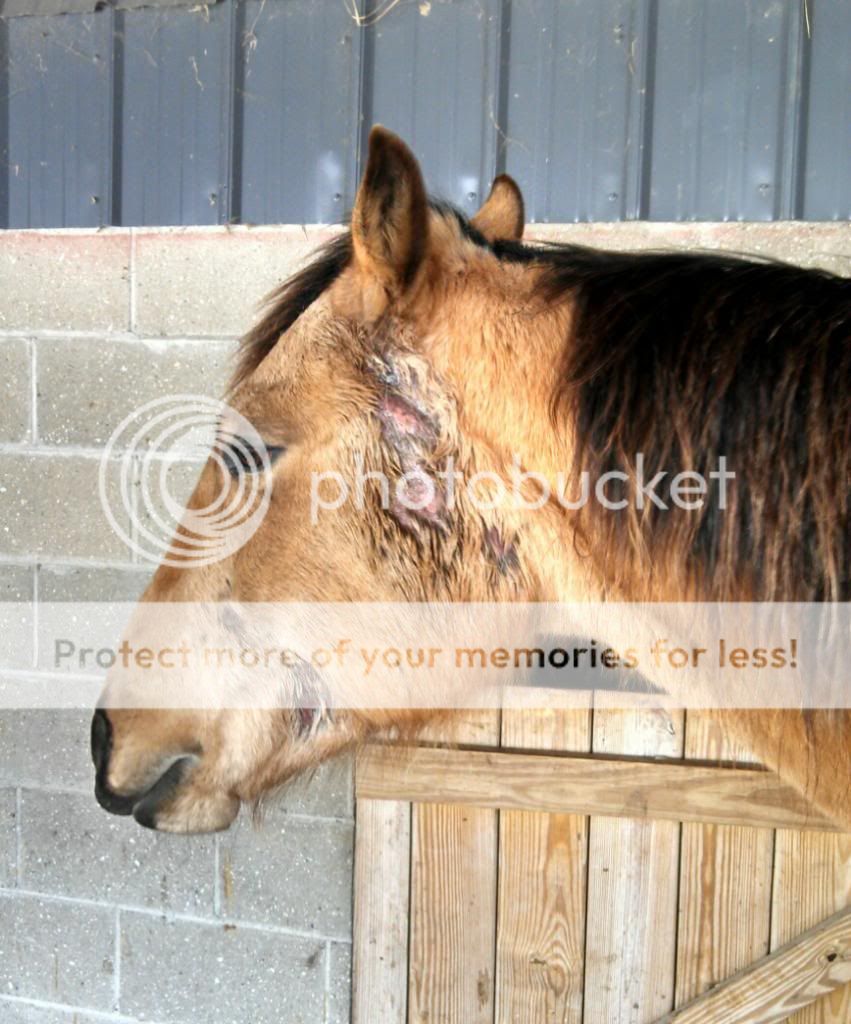 Fungus The Horse Forum